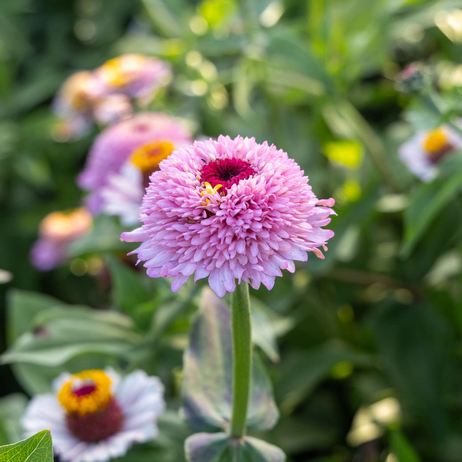 Zinnia 'Zinderella Lilac' (graines)